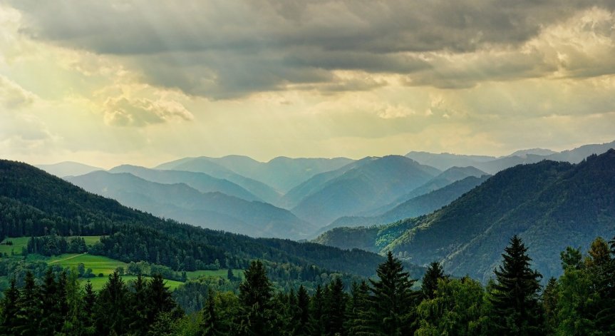 Всяка година от земята изчезват около 10 млн. хектара гори