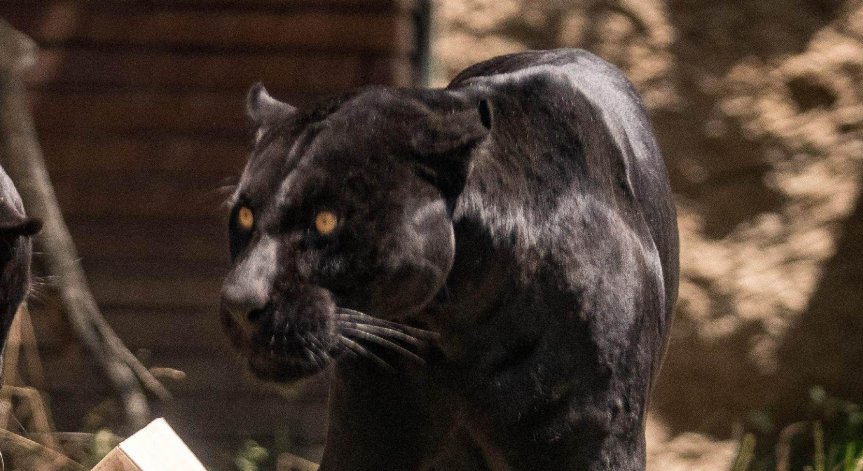 Шумен предлага да опрости по 3 наема на собствениците на заведения.