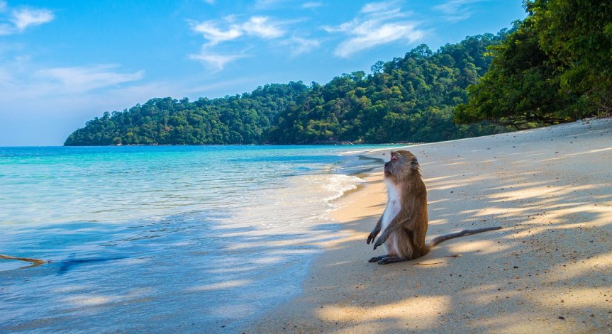 Забраниха достъпа до остров в Тайланд заради избелване на коралите