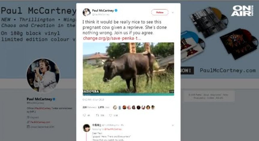 Пол Макартни се обяви в защита на кравата Пенка