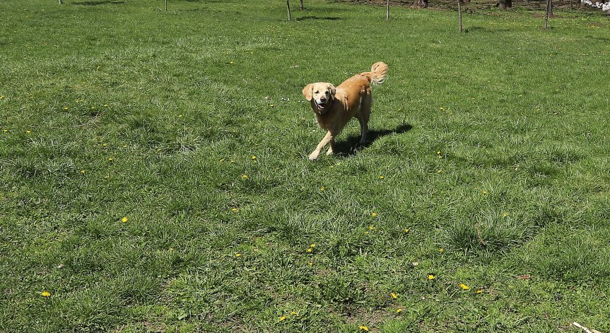 Сигнал от Helpbook за агресивни домашни кучета в София