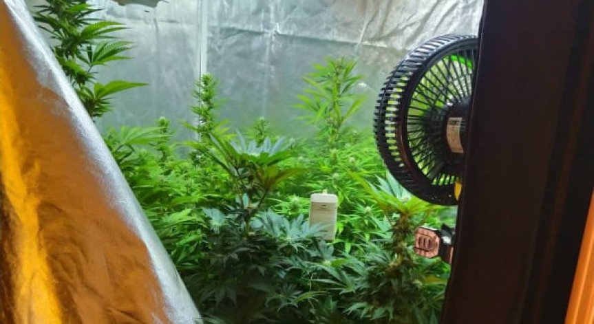 Разбиха лаборатория за отглеждане на канабис в Костинброд