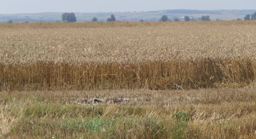 Пшеницата поевтиня до нивата си преди конфликта Русия-Украйна