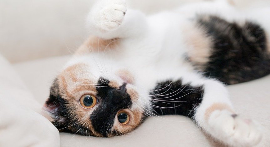 Френско министерство си търси нова служебна котка на пълен работен ден