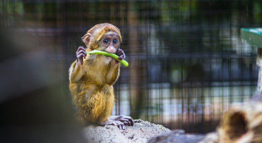 Ледени близалки за животните в зоологическата градина в Мадрид