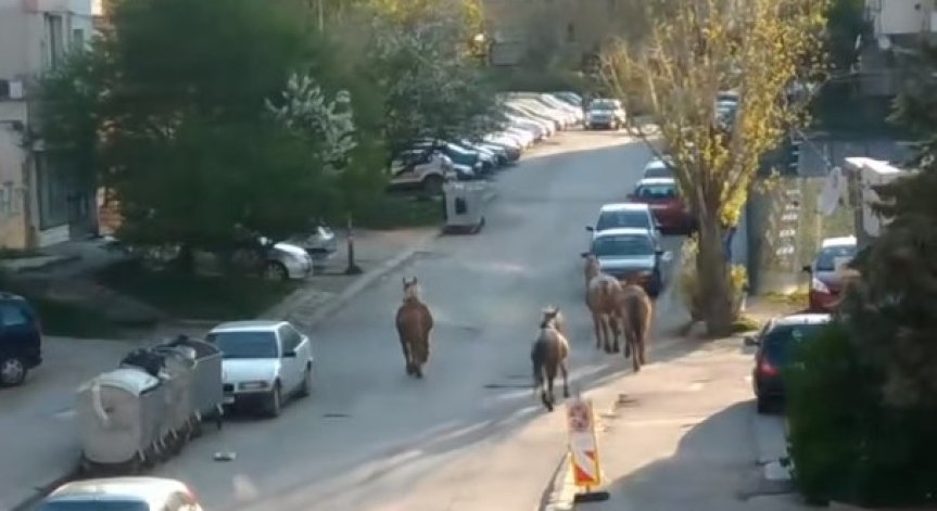 Helpbook: Подплашени коне препускат в столичния кв. 