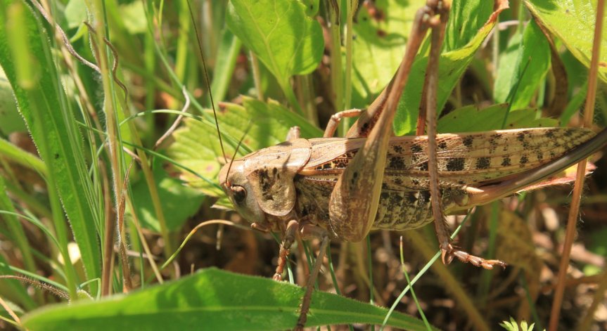 Марокански скакалец съсипва реколтата ни - кои общини атакува?