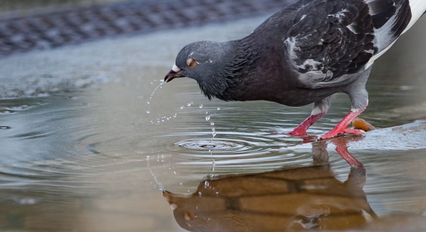 WWF: София пред риск от недостиг на вода до 2050 г., правителствата и бизнесът си затварят очите