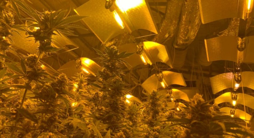 Съдът остави в ареста задържаните да наркооранжерията в 