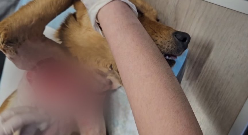 Ветеринари се борят за живота на куче след брутално дране в село Стояново