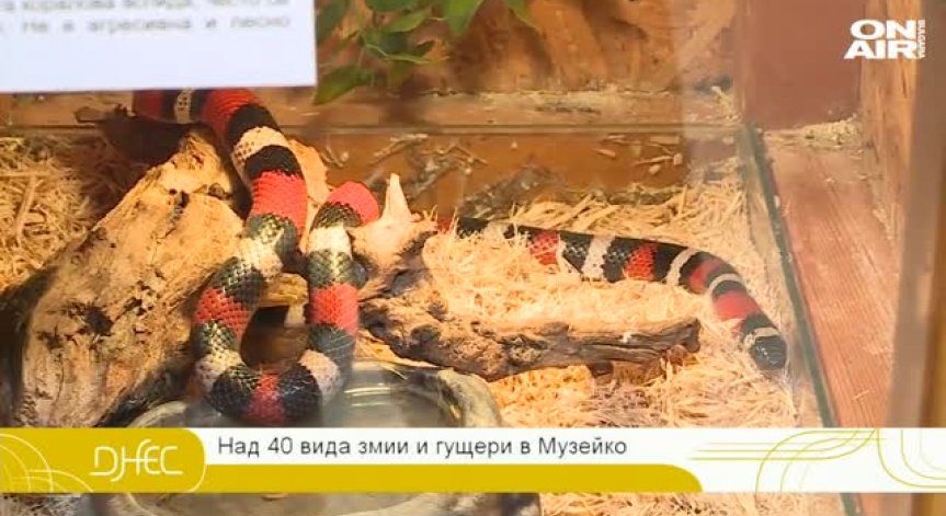 Над 40 вида змии и гущери в първата по рода си изложба 