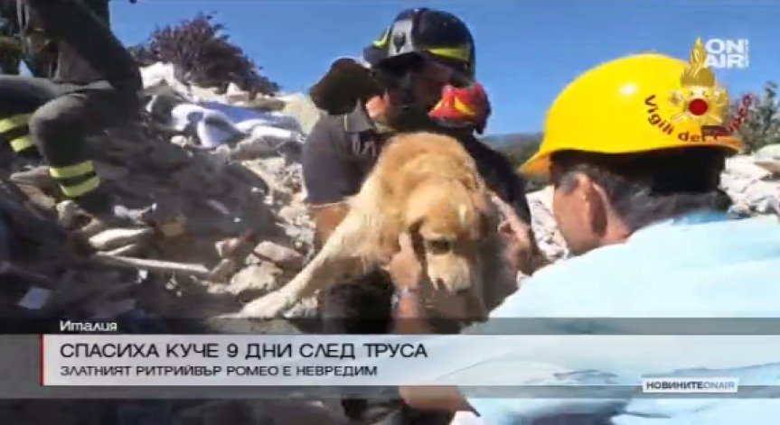 Спасиха куче, прекарало 9 дни под руините в Италия