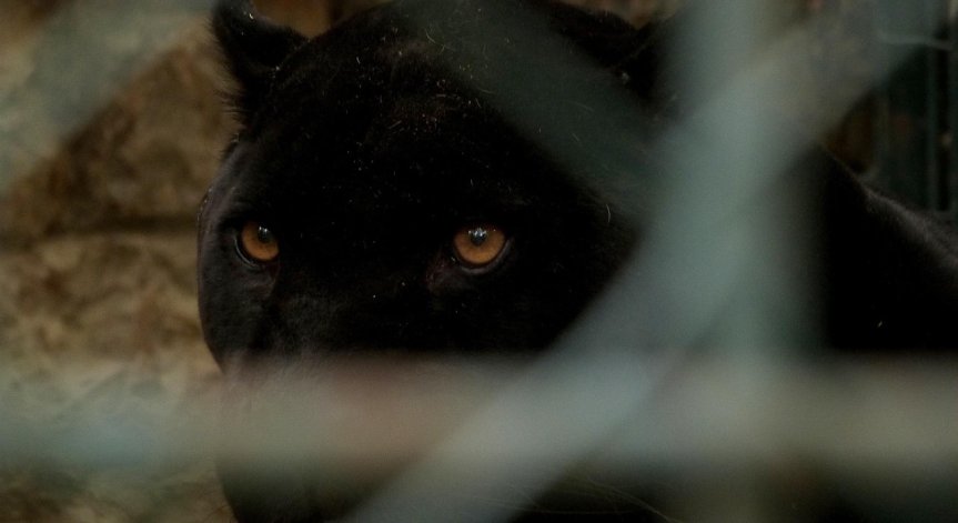 Вземат допълнителни мерки.