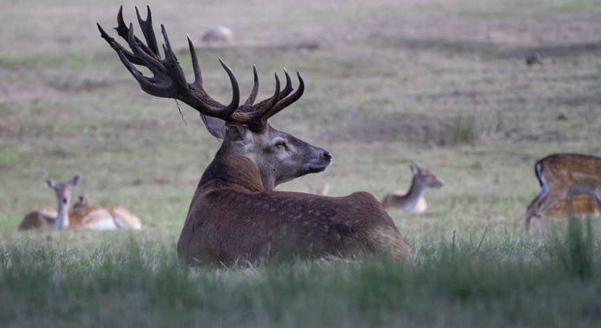 Учени от САЩ откриха антитела срещу Омикрон при диви елени