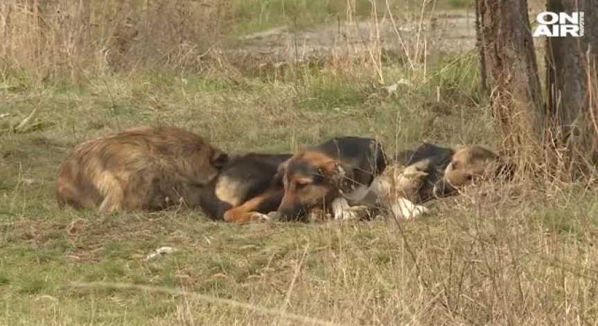 Мъж убил бездомно куче с дърво