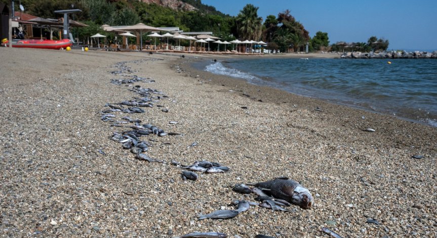 270 тона мъртва риба бяха извадени от водите.