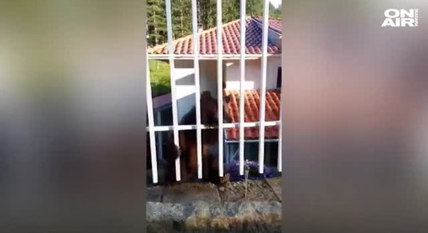 Откриха 4-месечно мече в двора на къща в пернишко село 