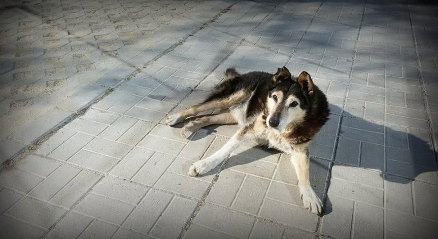 Сърце, обвито в козина: За кучетата и котките с любов