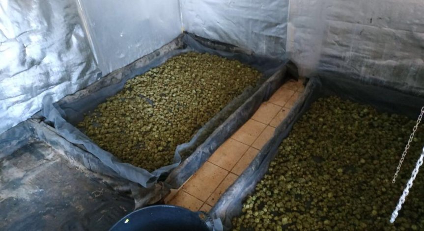 Задържаха 60-годишен мъж във Варна за отглеждане на марихуана