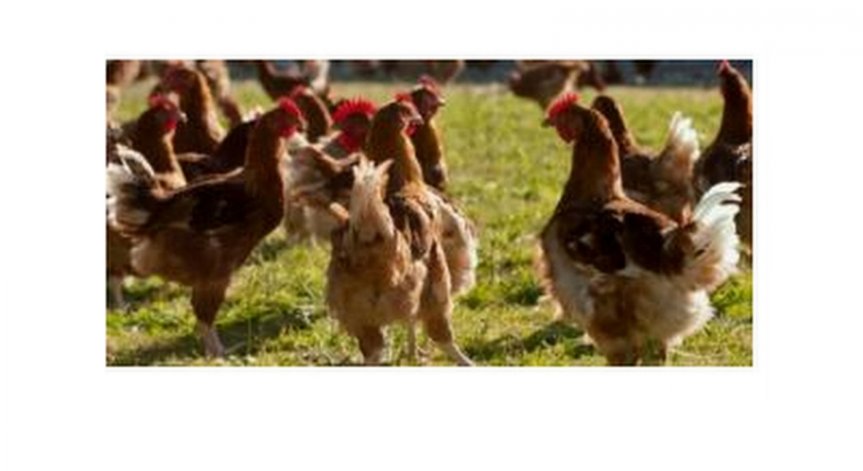 Птичи грип: 8 страни забраниха вноса от Франция