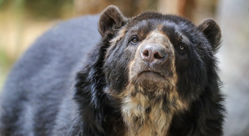 Мечка подгони туристи в Румъния, опитали да се снимат с нея