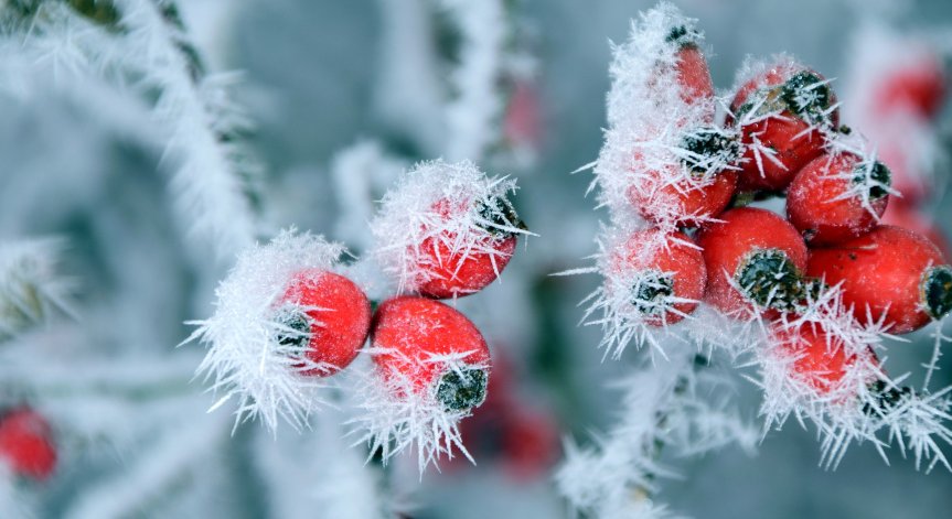 Кои са основните ползи от маслото от шипка?