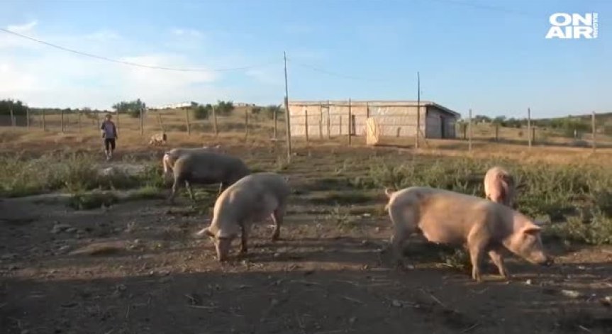 Напрежение между ветеринари и животновъди заради евтаназиране на болни свине