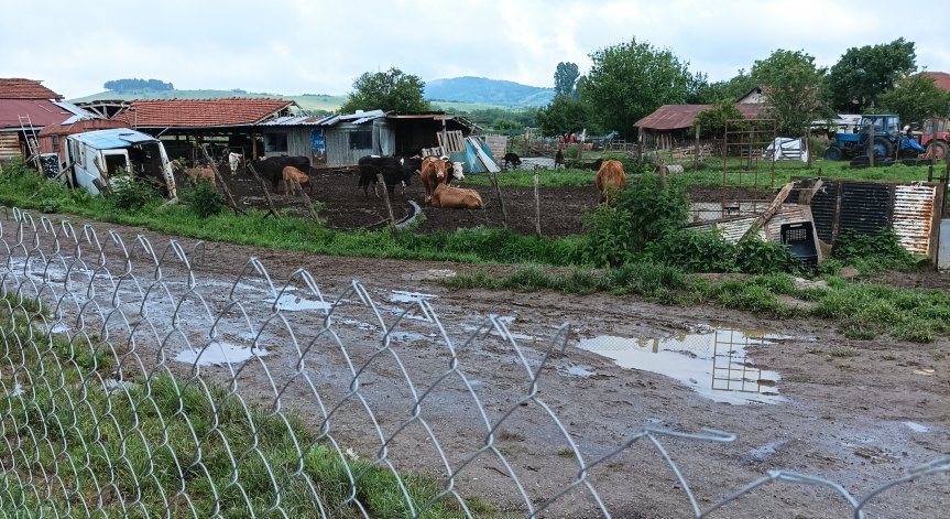 Стада близо до къщите: Мръсотия, миризма, моля за съдействие