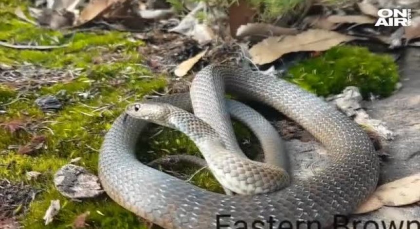 Отмъщение за Св. Валентин - да кръстиш змия на бившето си гадже