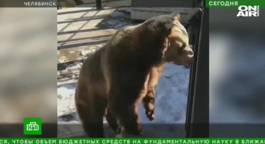 Свръхактивна мечка с бурен танц в руски зоопарк