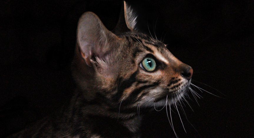 БАБХ задържа 16 домашни животни с нередовни документи на границата