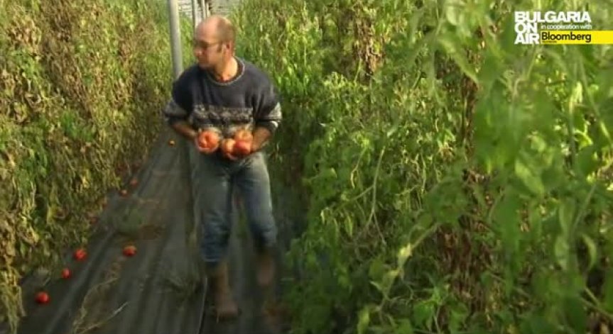 Производителите на зеленчуци пред фалит, заради орязани субсидии