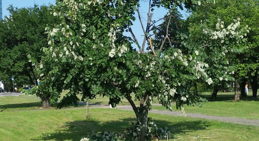 Вандали окършиха и изпочупиха липа в парка в Студентски град