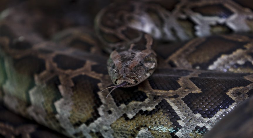 Спа център предлага масаж със змии