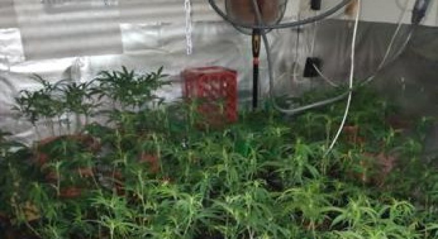 СДВР разби нова наркооранжерия в 