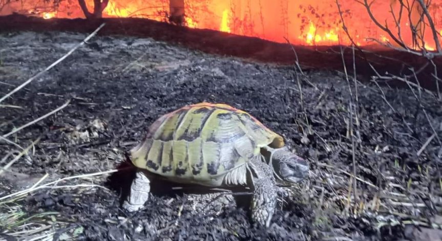 Студенти излекуваха обгорели при пожарите животни и птици