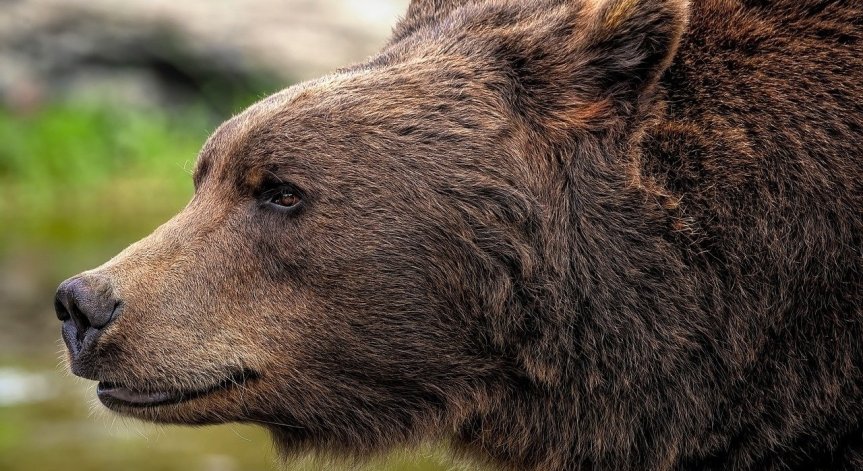 Мечка гризли нападна и уби двойка и кучето им в парк, евтаназираха животното
