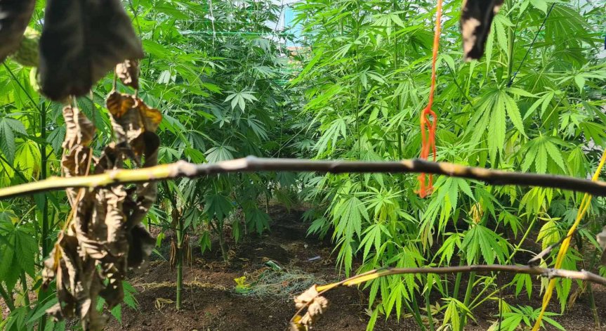 В Самоков разкриха домашна наркооранжерия за канабис