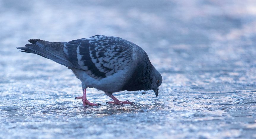 Ще духа слаб, в източните райони до умерен вятър от север-североизток.