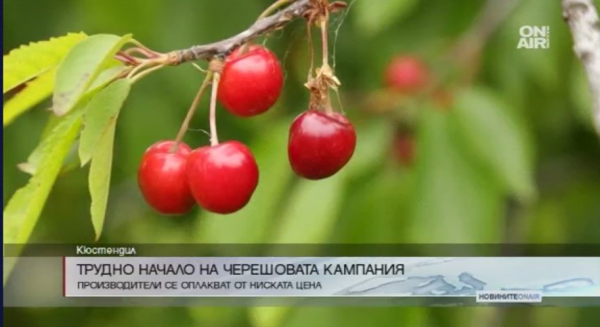 Цените за изкупуване на черешите са обидно ниски, смятат производители