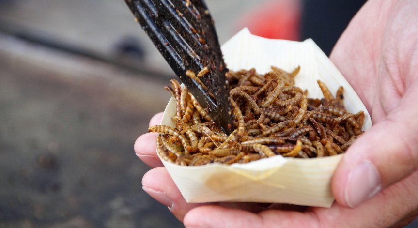 В ЕС вече законно влагат щурци и ларви на бръмбар в храните