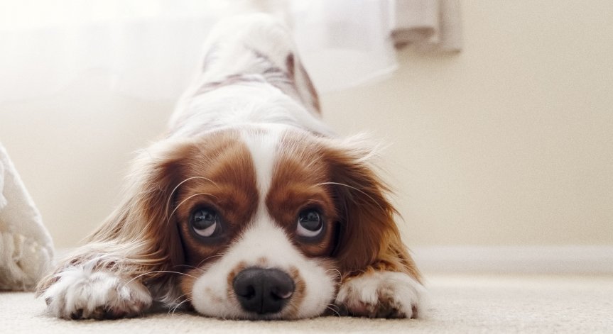 Корупция или защита на населението? Русия планира изтребване на бездомни кучета и котки