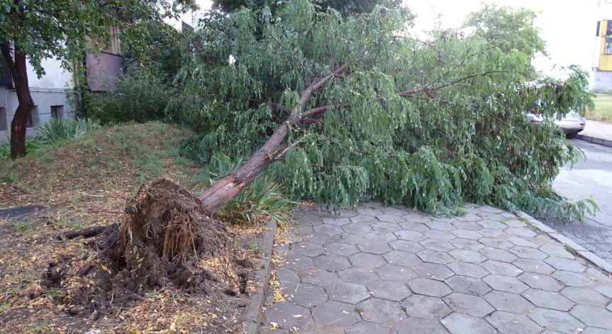 Силна буря изкорени дървета в Монтанско, домакинства останаха без ток