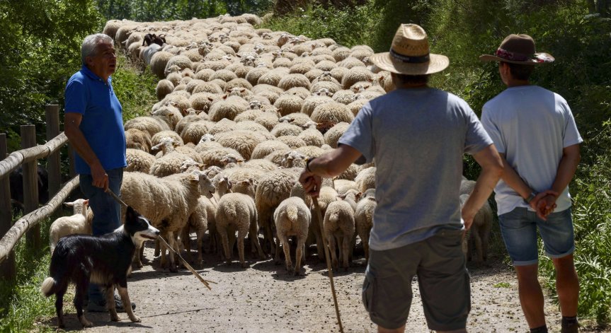 Гръцкото животновъдство е пред локдаун: 300 000 овце са убити заради шарка