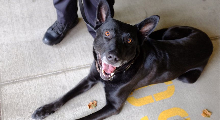 На Острова обмислят да използват кучета, които надушват Ковид-19