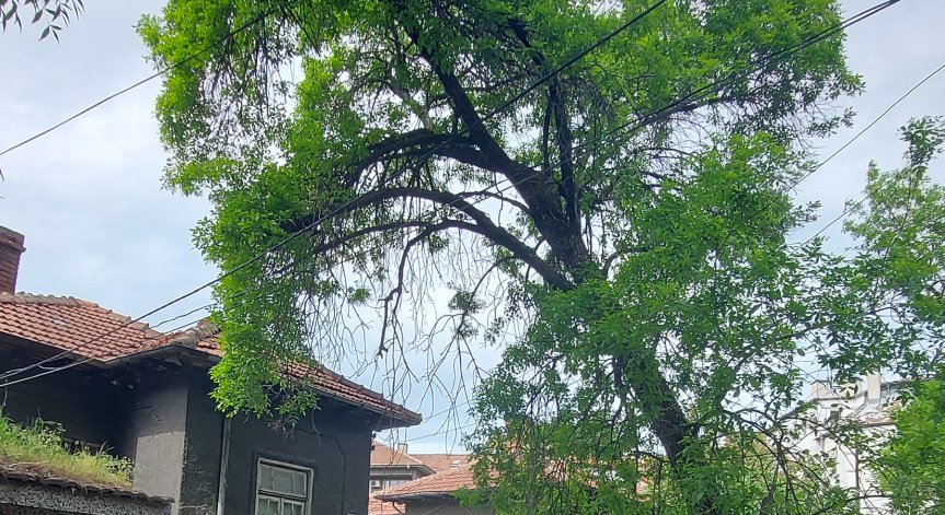 Опасна топола виси над минувачи в 