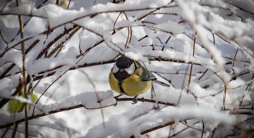 В планините ще вали сняг.