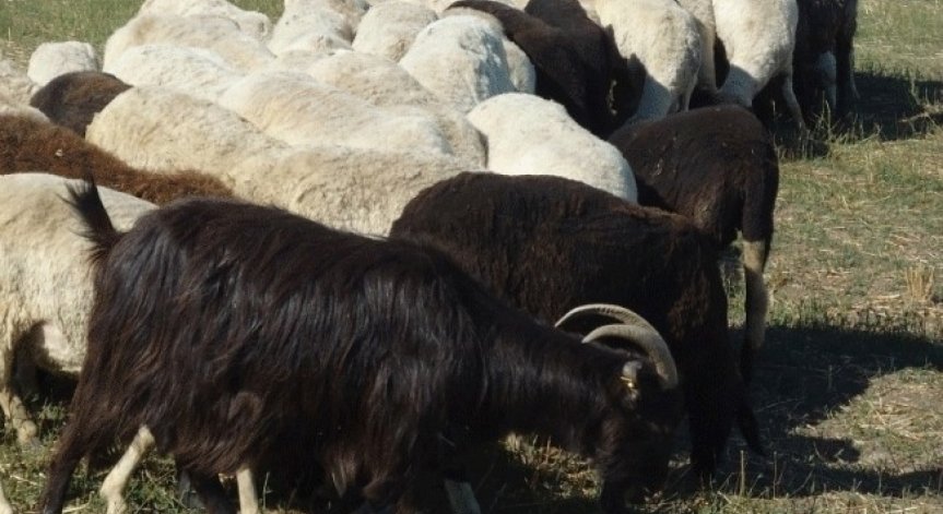 БАБХ превантивно засилва контрола в граничещите с Турция и Гърция области