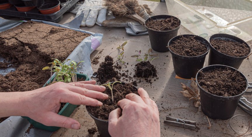 Пресаждане на растения - кратки и полезни съвети