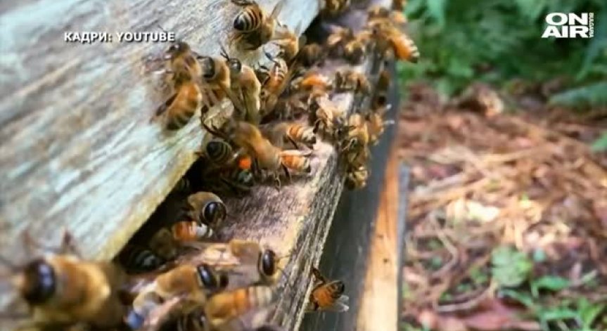 Идеи за борба със Синдрома на празния кошер